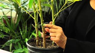 How to Prune a Schefflera Plant  Gardening amp Plant Care [upl. by Bills]