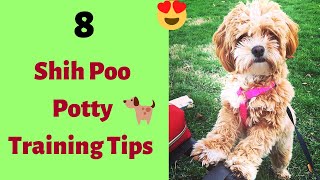 ShihPoo Potty Training Tips  How to Potty Train a Shihpoo [upl. by Bovill]