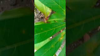 ‼️VIRALDi balik daun ganyong ternyata ada yang bersembunyi😱 [upl. by Blount832]