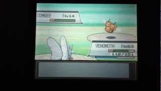 How to find Slakoth and Combee Pokemon Heart gold Soul silver [upl. by Yttel]