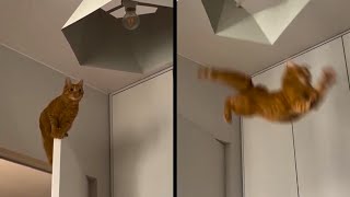 Typical Orange Cat Behavior [upl. by Reyam756]