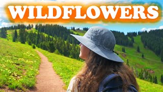 Top of Vail Tour Hiking Trail Colorado  Summer Wildflowers in 4K [upl. by Oihsoy]