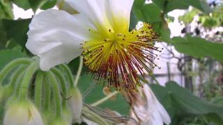 Moving Stamen of Sparrmannia africana African hemp Zimmerlinde [upl. by Yelsnia756]