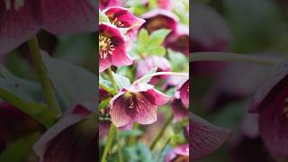 Winter Wonder Hellebore Flowers shorts helleborus flowers PlantsWorld [upl. by Vannie983]