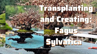 Transplanting and Creating The Process of a Fagus Sylvatica Beech Bonsai [upl. by Durrell]