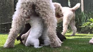 Spanish Water Dog Puppies 2013  First Day Out [upl. by Letnuahc891]