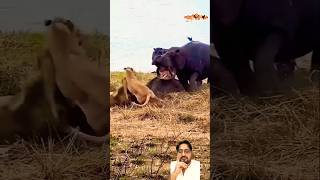 hippo shortvideo الاسد السنوريات trending lion africanlionsafari animals lioncountrysafari [upl. by Artima48]