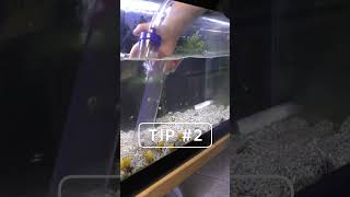 Two tips to clean your aquarium like a PRO [upl. by Narcissus519]