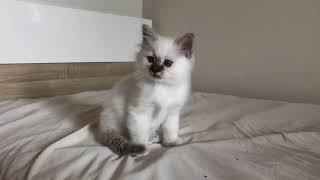 Saba Elias available Birman kittens wwwbirmanseu [upl. by Aratahc]