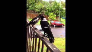 Australian magpies  singing and begging [upl. by Orenid256]