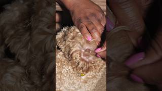 Plucking my Maltipoos ear for the first time maltipoo doodle puppyvideos [upl. by Nami]