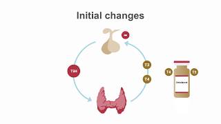 How amiodarone affects thyroid function [upl. by Joana]