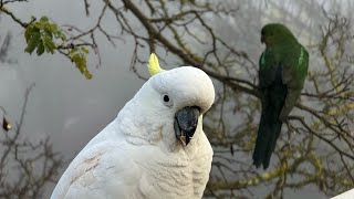 Wild Birds You Wont Believe Are In Australia LIVE 🦜🥶💕 [upl. by Alic]