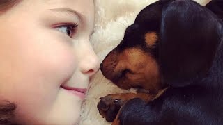 30 Funny Dachshund Dogs Videos Instagram Funny And Cute Dachshund Dog Try Not laugh Videos [upl. by Cherice]