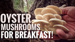 Oyster Mushrooms for Breakfast [upl. by Gnilyarg]