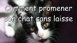 Mon chat me suit sans laisse [upl. by Mallen426]