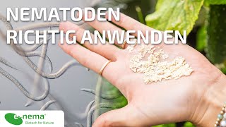 Nematoden richtig anwenden  enema [upl. by Carlin]