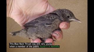 First ever Blue Rock Thrush rehabilitated by BirdLife Malta [upl. by Leopoldine]