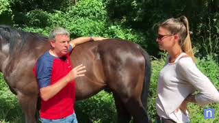 Trigger Points for Horses  Online Foundation Course [upl. by Bondon]