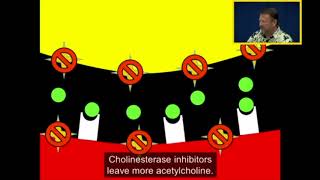 Acetylcholinesterase and Cholinesterase Inhibitors [upl. by Rafaelof]