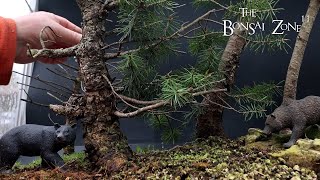 Repotting My Douglas Fir Trees The Bonsai Zone March 2024 [upl. by Okihcim]