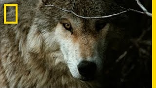 Jim amp Jamie Dutcher The Hidden Life of Wolves  Nat Geo Live [upl. by Aiym]