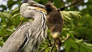 Heron eat enormous birds by swallowing them whole and head first [upl. by Marquez]