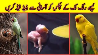 How to hand feed indian ringnecks chick [upl. by Wilkison995]