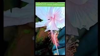 Hibiscus journey from cross pollination to bloomsyoutubeshorts trending garden [upl. by Torry]