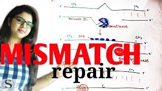 Mismatch repair mechanism in Hindi  Methyl directed mismatch repair [upl. by Sairtemed]