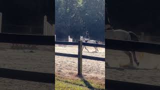 2024 Belfair Schooling Show Speed Rounds Avery DuBois [upl. by Aimas]