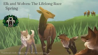 Elk and Wolves The Lifelong Race  Part 2Spring  Cenozoic Survival Documentary [upl. by Kcirdnekel784]