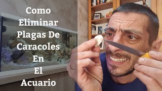 🔵 Como Eliminar Plaga De Caracoles En El Acuario Y Peces Que Comen Caracoles Acuarios MB [upl. by Idnil]