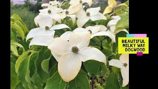 Beautiful Milky Way Dogwood Cornus Kousa Milky Way [upl. by Dinnage696]