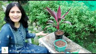 How To Grow Care and Propagate Dracaena From Cuttings  Goodluck Plant  Cordyline fruticosa [upl. by Deevan]