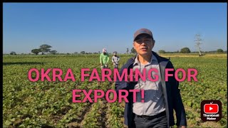 Okra farming for export panalo ba [upl. by Diandre14]