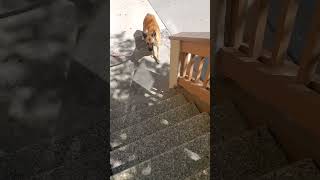 Dog conquers irrational fear of stairs [upl. by Prissie]