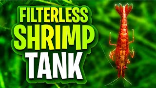 Filterless Shrimp Tanks  A Deep Dive On Planted Cherry Shrimp Tank Setups Walstad Method Friendly [upl. by Ialokin612]