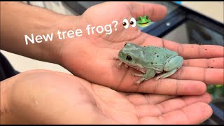 I got ANOTHER tree frog [upl. by Seema]