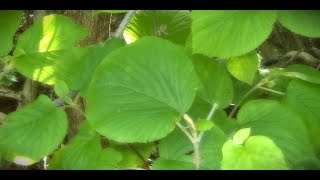 Moosewood 2024 Western Maine at Rangeley Lake Viburnum Lantanoide [upl. by Philan]