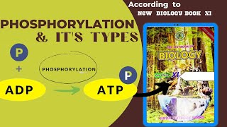 Phosphorylationclass 11 Biology BioenergeticsTypes of Phosphorylation [upl. by Herculie]