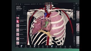 Getting Started with Complete Anatomy [upl. by Woothen154]