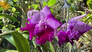 MY ORCHIDS THIS SPRING Australian Dendrobiums Cattleya Orchid Hybrids [upl. by Melvyn]