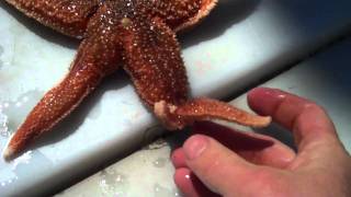 Starfish Seastars Regenerating their Arms with Tidepool Tim of Gulf of Maine Biological Supply [upl. by Yrocaj794]