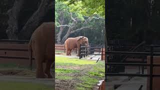 elephant animalsoundeffects wildlife elephantnaturalsounds animals shorts nature ytshorts [upl. by Sheridan165]