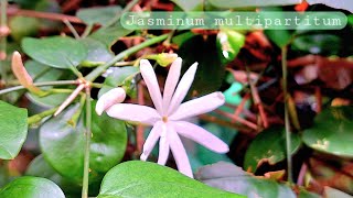 Summer Gardening  Jasminum multipartitum [upl. by Newberry539]