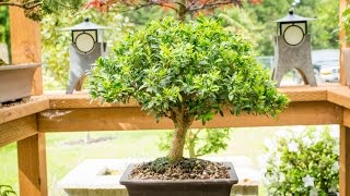 Justin Brouwers Boxwood Bonsai [upl. by Nicolette863]