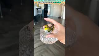 घायल चिड़िया को मिला नया जीवन 🙏 animal animals animallover animalrescue birds [upl. by Halstead]