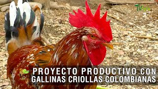 Proyecto productivo con gallinas criollas Colombianas  TvAgro por Juan Gonzalo Angel Restrepo [upl. by Enait]