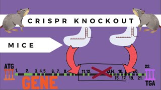 The Basics of CrisprPro Knockout Mice [upl. by Janos]